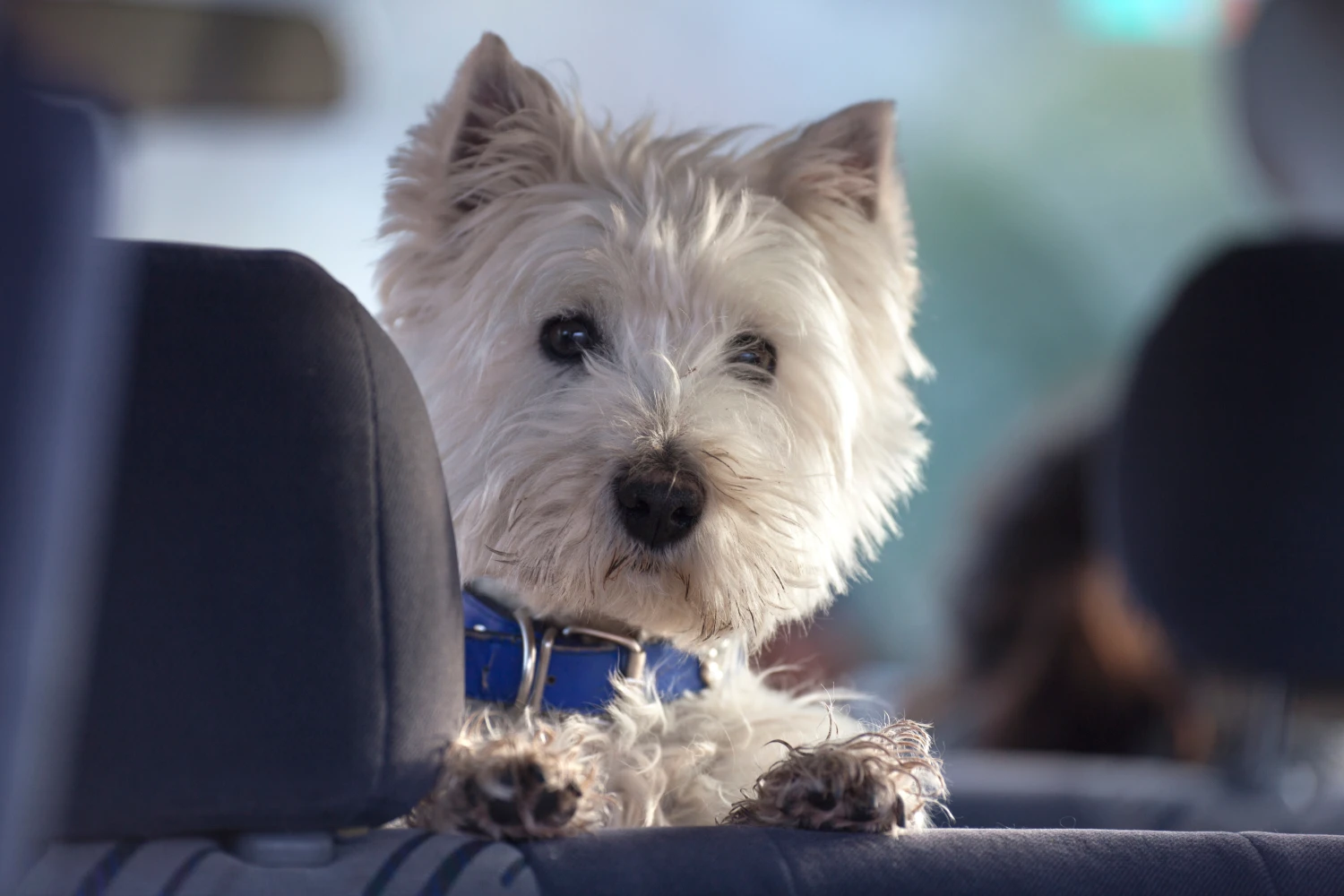 Dog Carrier Purse for West Highland White Terrier