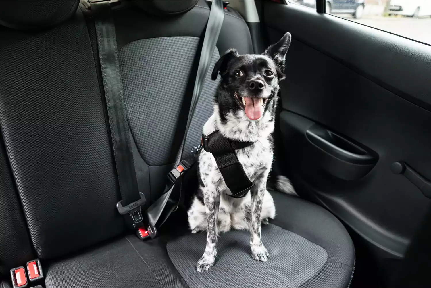 Boxers  Dog Safety Belt for Mazda6