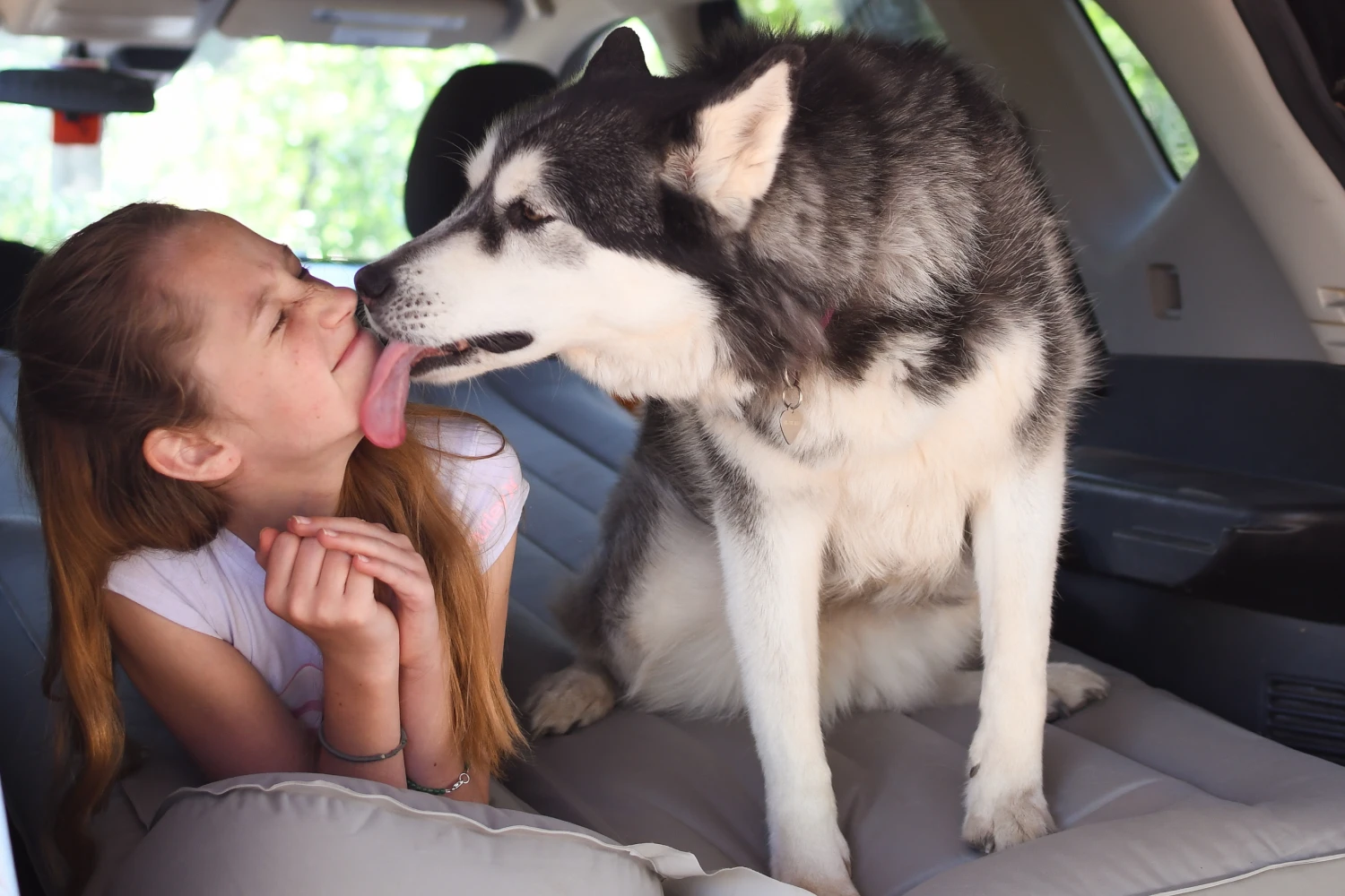 Chevrolet Silverado Dog Safety Belt for Siberian Huskies